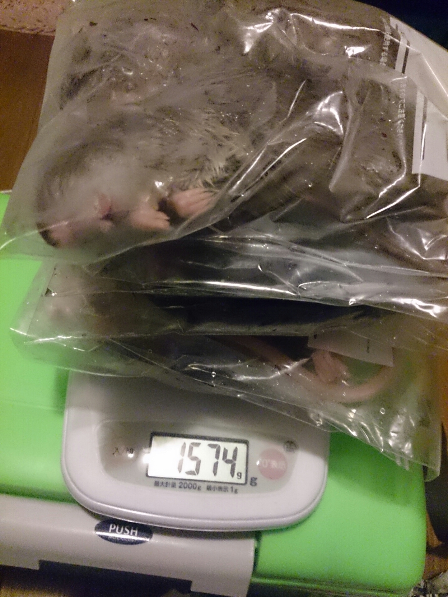 すまとらぶらっどぱいそん 濡れネズミ Blood Pythonさんの飼育 ブラッドパイソン