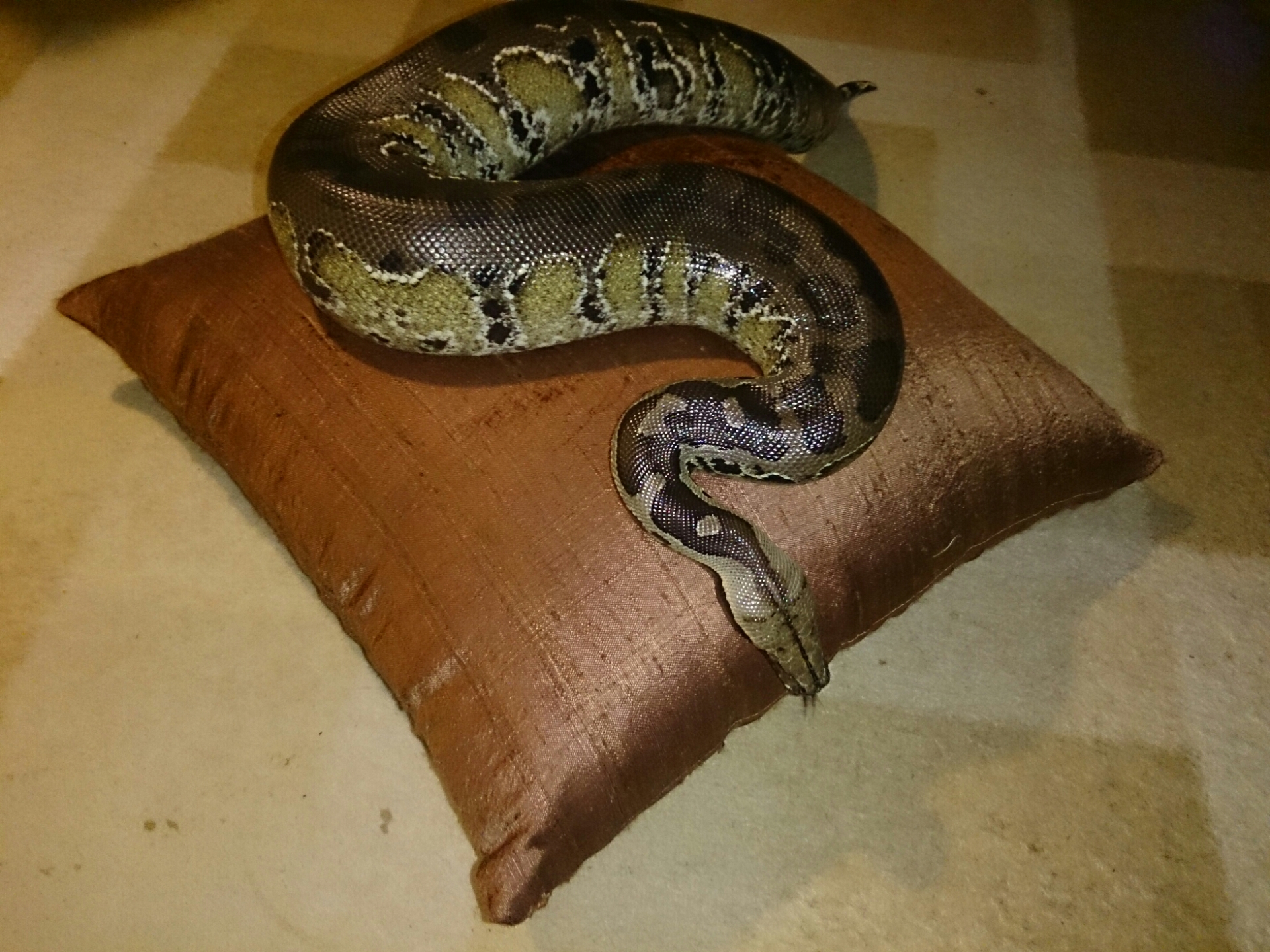 スマトラブラッドパイソン 気がついたらまた大きくなった気がする Blood Pythonさんの飼育 ブラッドパイソン スマトラブラッドパイソン 気がついたらまた大きくなった気がする Blood Pythonさんの飼育 ブラッドパイソン