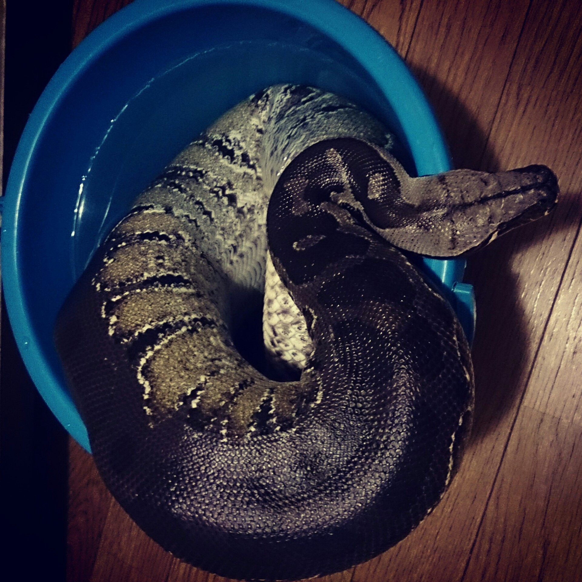 すまとらぶらっどぱいそん 濡れネズミ Blood Pythonさんの飼育 ブラッドパイソン