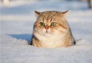 雪猫__