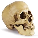 CHASO 頭蓋骨 インテリア ハロウィン スカル ホラー リアル フィギュア コスプレ 置物 骸骨 ドッキリ 人間 頭蓋骨模型 お化け屋敷 ドクロ 実物大