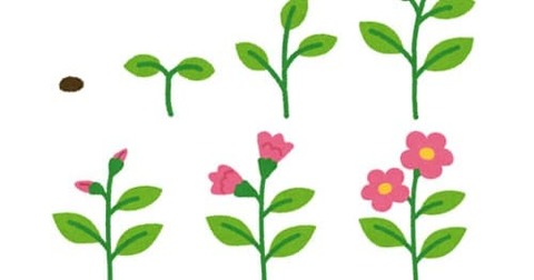 thumbnail_flower_seichou