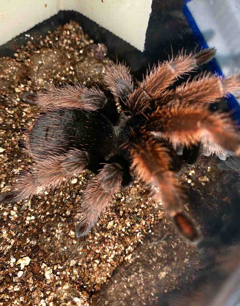 数年ぶりにタランチュラ再開しました 元爬虫類飼いによるタランチュラとセンチピード 初心者のブログ 数年ぶりにタランチュラ再開しました 元爬虫類飼いによるタランチュラとセンチピード 初心者のブログ