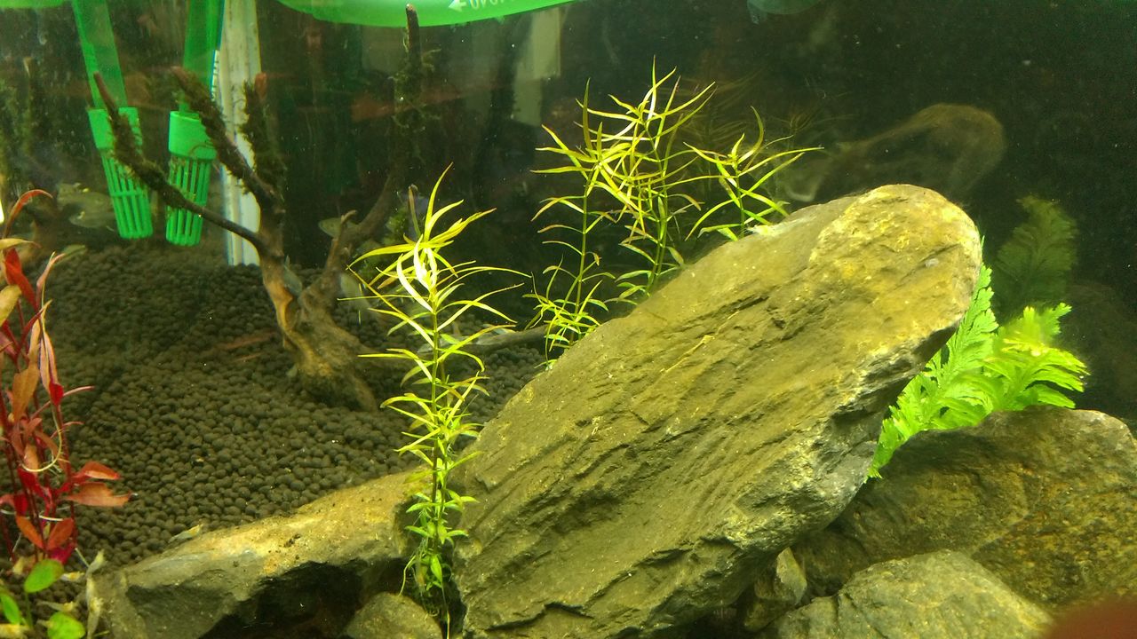 水槽観察日誌 003 晴雨魚 水槽観察日誌 003 晴雨魚