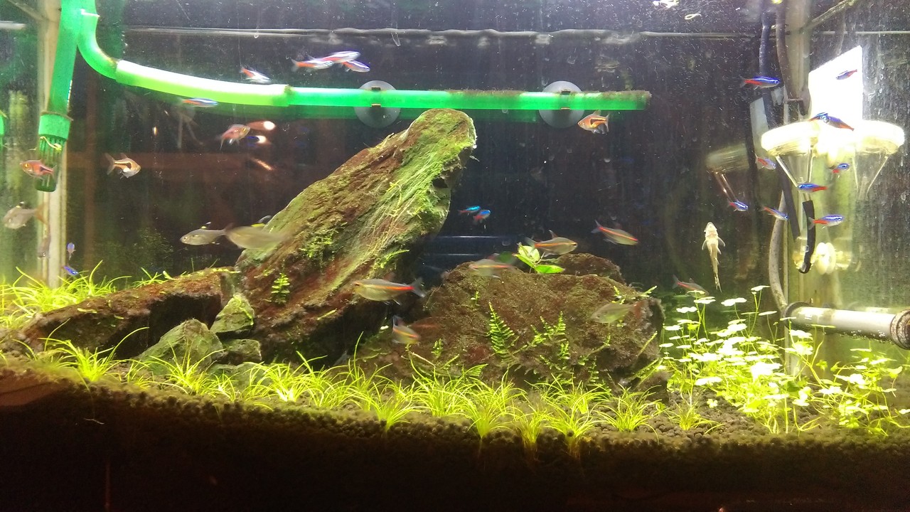 水槽観察日誌 014 晴雨魚