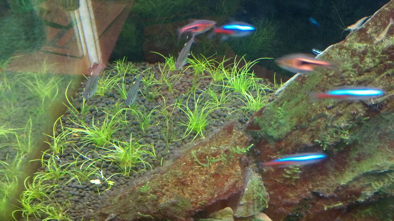 水槽観察日誌 014 晴雨魚