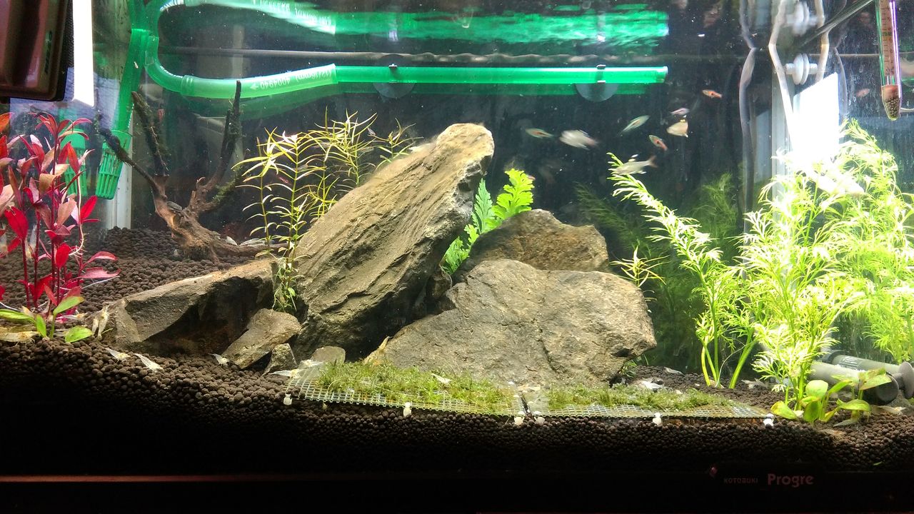 水槽観察日誌 003 晴雨魚 水槽観察日誌 003 晴雨魚