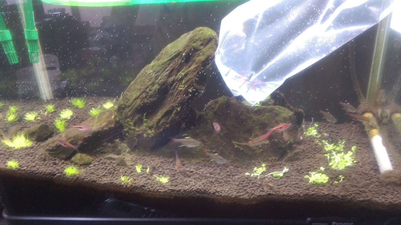 水槽観察日誌 011 晴雨魚 水槽観察日誌 011 晴雨魚