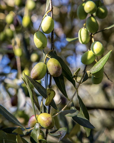 スクリーンショット 2025-11-06 11.33.25