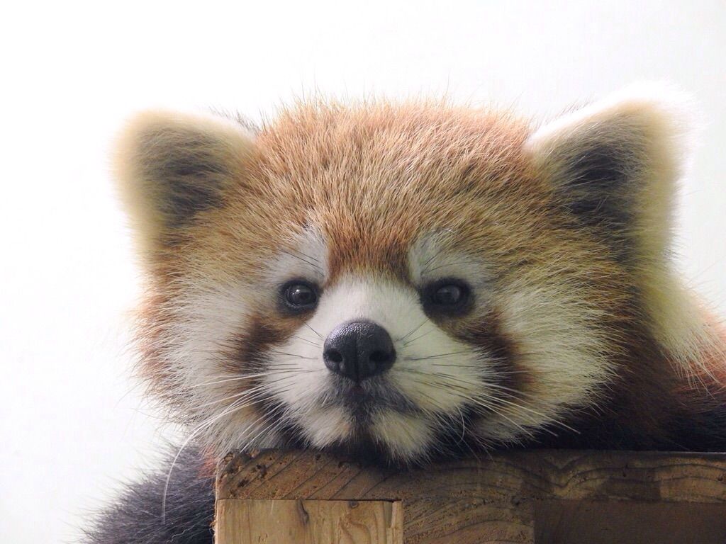 レッサーパンダのいるところ 千葉市動物公園 レッサーパンダのいるところ 千葉市動物公園