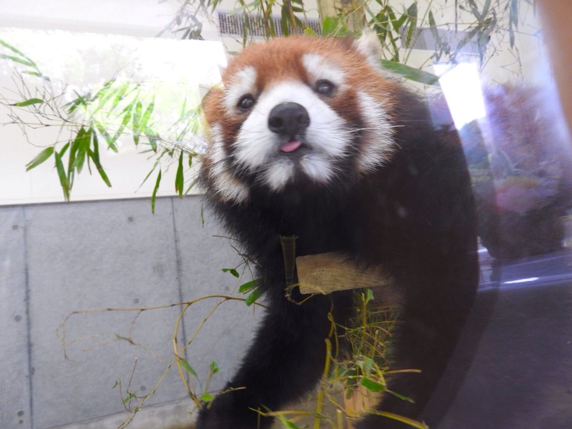 レッサーパンダのいるところ 到津のお坊ちゃん レッサーパンダのいるところ 到津のお坊ちゃん