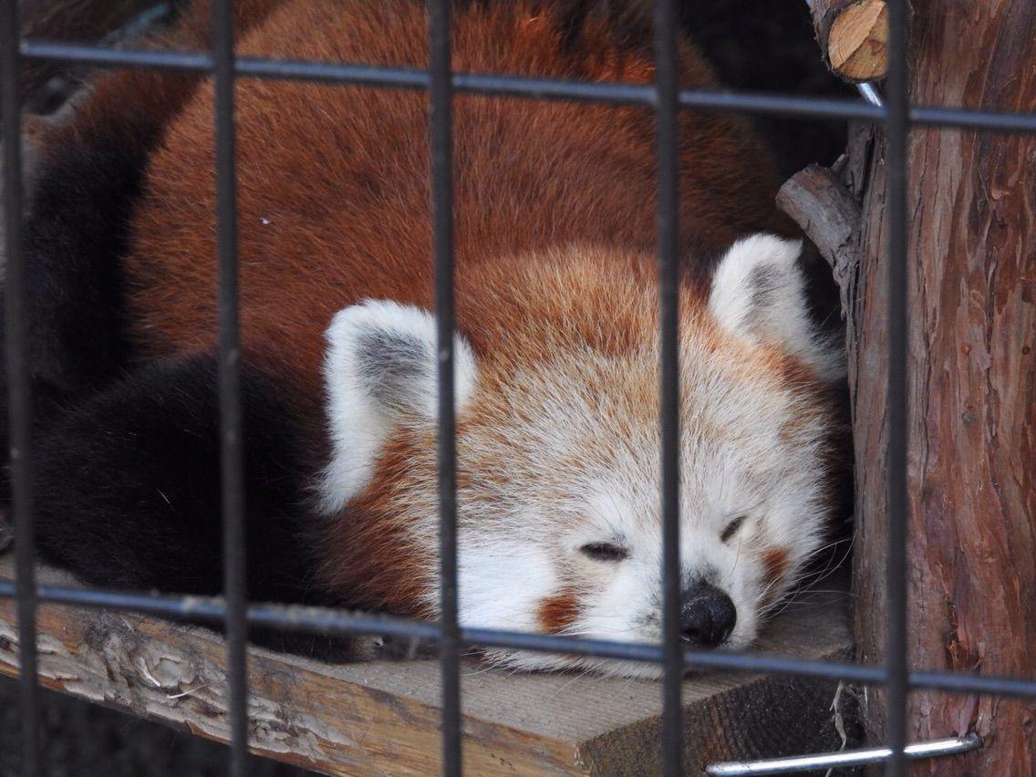 Red Panda • Brandywine Zoo
