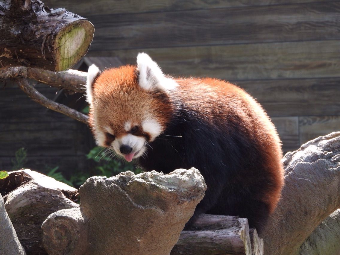 レッサーパンダのいるところ ひらかたパーク