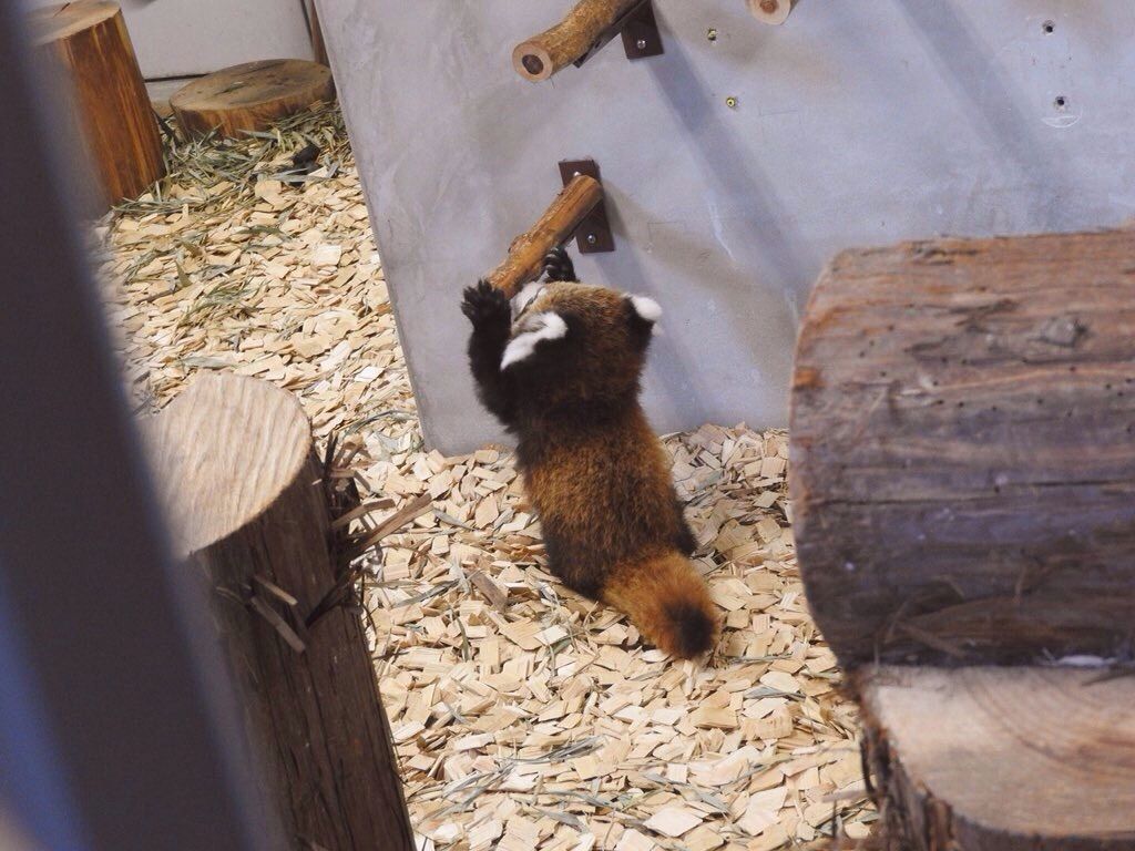 レッサーパンダのいるところ タケルくん ありがとう