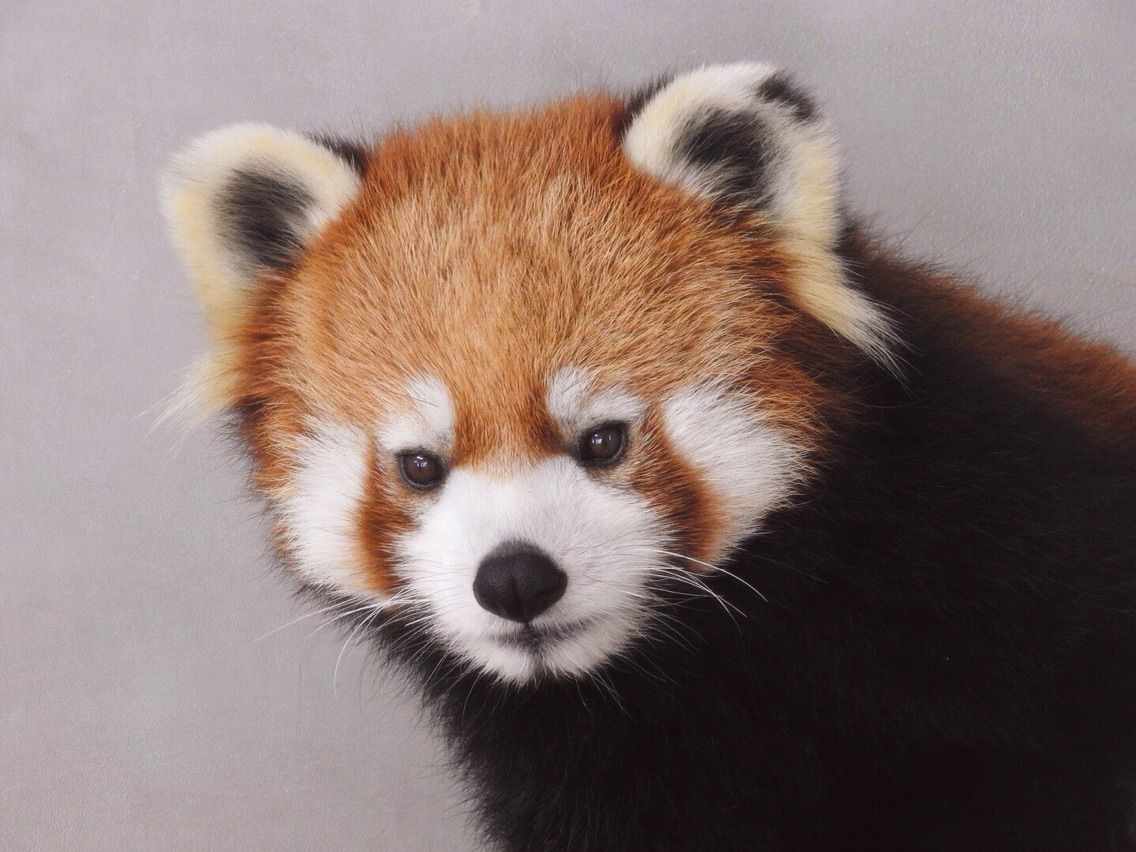 レッサーパンダのいるところ レッサーパンダ レッサーパンダのいるところ レッサーパンダ