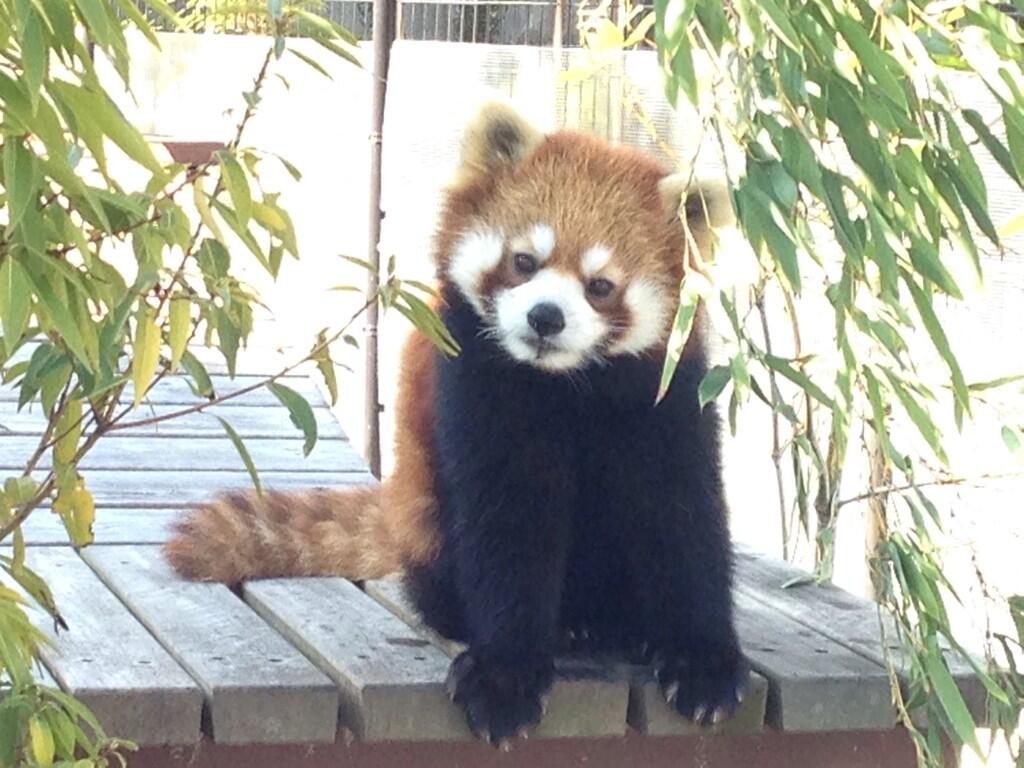 レッサーパンダのいるところ 日本平動物園のレッサーパンダ スミレ