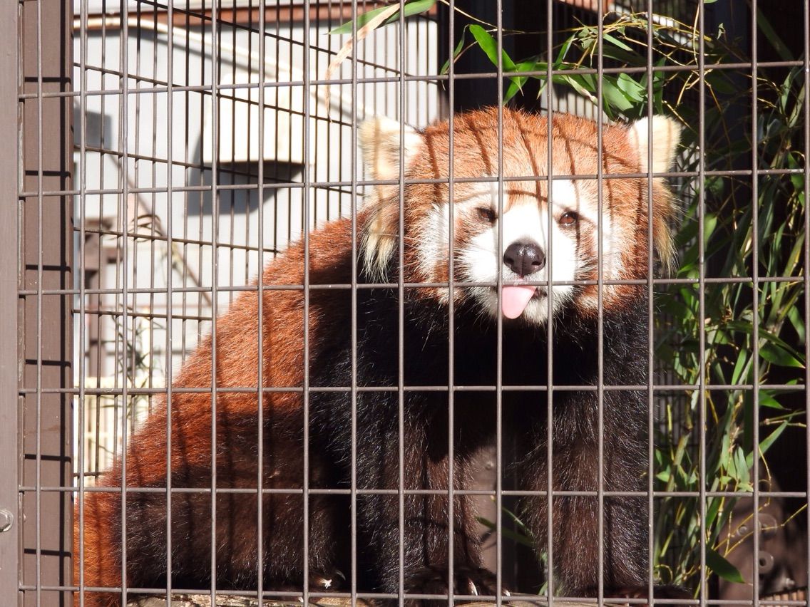 レッサーパンダのいるところ ミホ