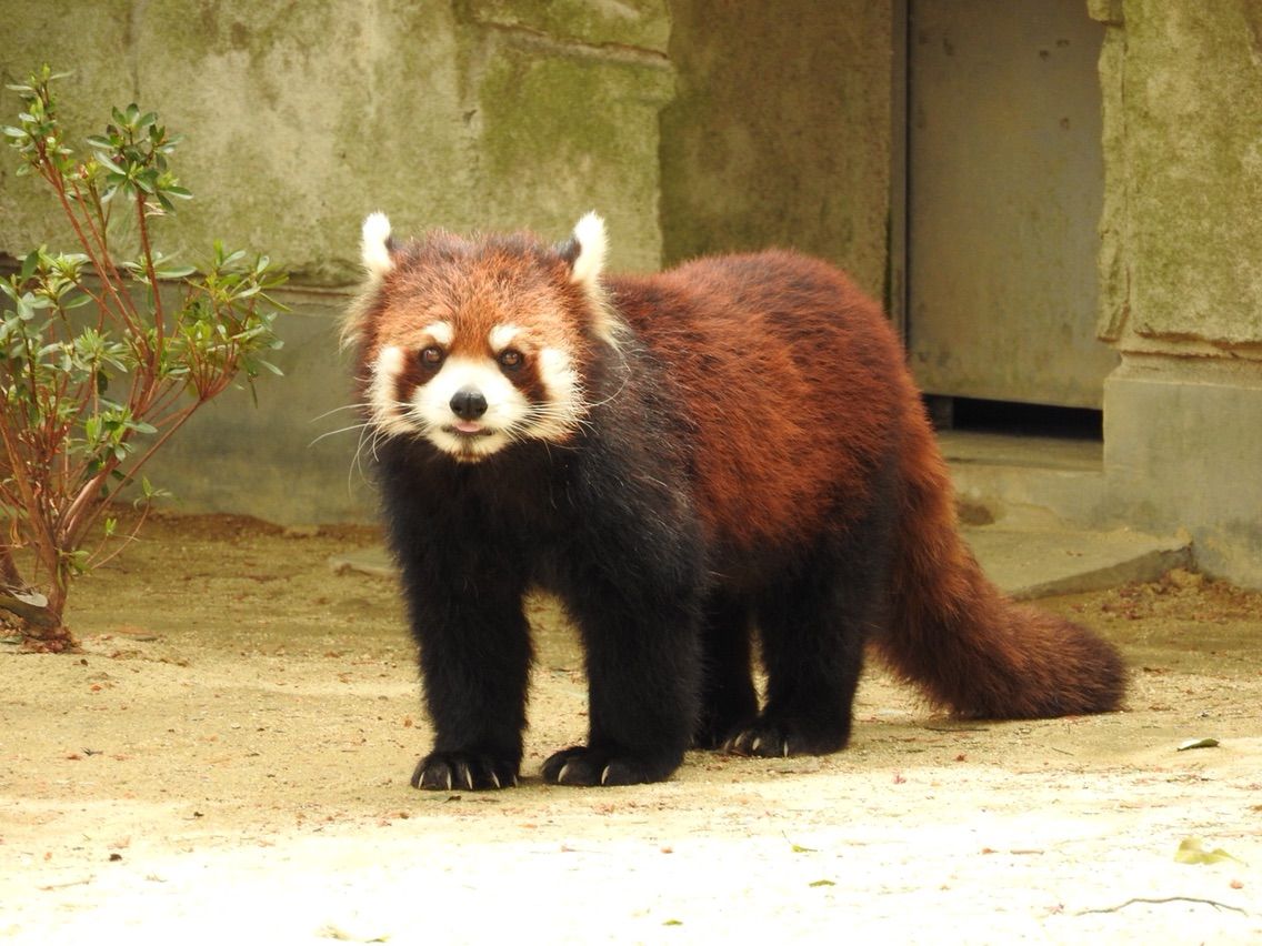レッサーパンダのいるところ 八木山動物公園