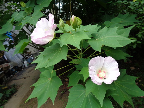 DSC00086