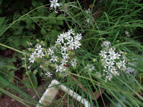 DSC00109