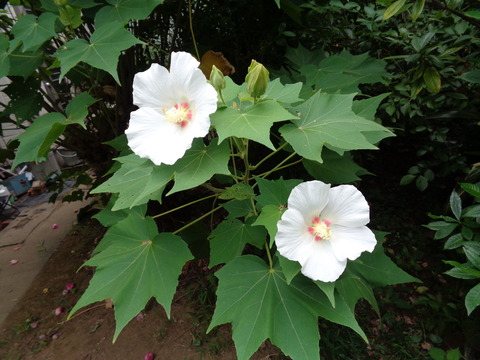 DSC00081
