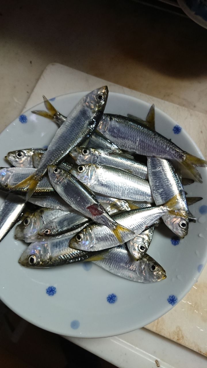 一生楽しみたいなら釣りをしろ 一生楽しみたいなら釣りをしろ