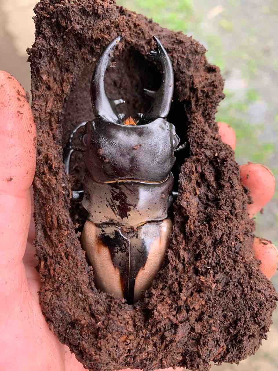 【標本】ブルマイスターツヤ（中大歯型 ）特大約♂99ミリ 標本】ブルマイスターツヤ（中大歯型 ）特大約♂99ミリ 標本