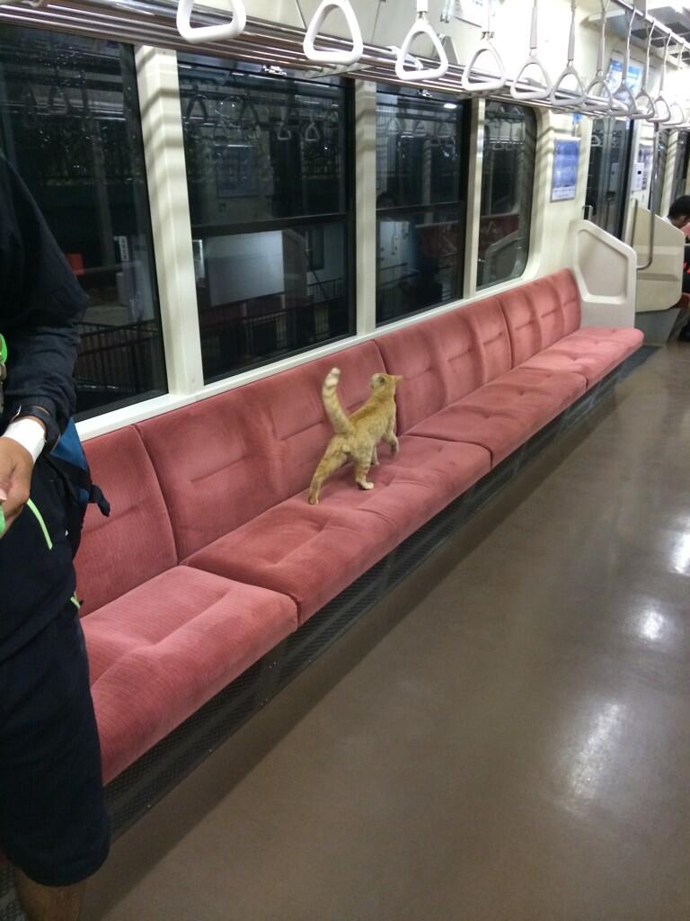 電車で遠出をした猫が話題に と仲良しなトラとくま Twitter Red Wave News 電車で遠出をした猫が話題に と仲良しなトラとくま Twitter Red Wave News