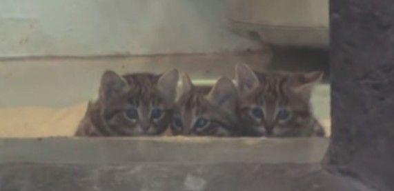 世界最小にゃんこ クロアシネコ の赤ちゃん動画が可愛いっ と話題に Red Wave News 世界最小にゃんこ クロアシネコ の赤ちゃん動画が可愛いっ と話題に Red Wave News