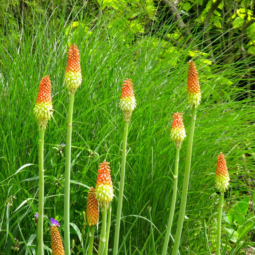 5月14日 東山植物園 その2 スモークツリー Etc Redwoodのブログ 旧yahoo ブログ