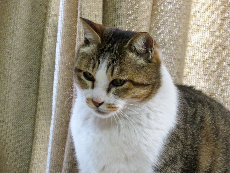 我が家の猫たち Redwoodのブログ 旧yahoo ブログ