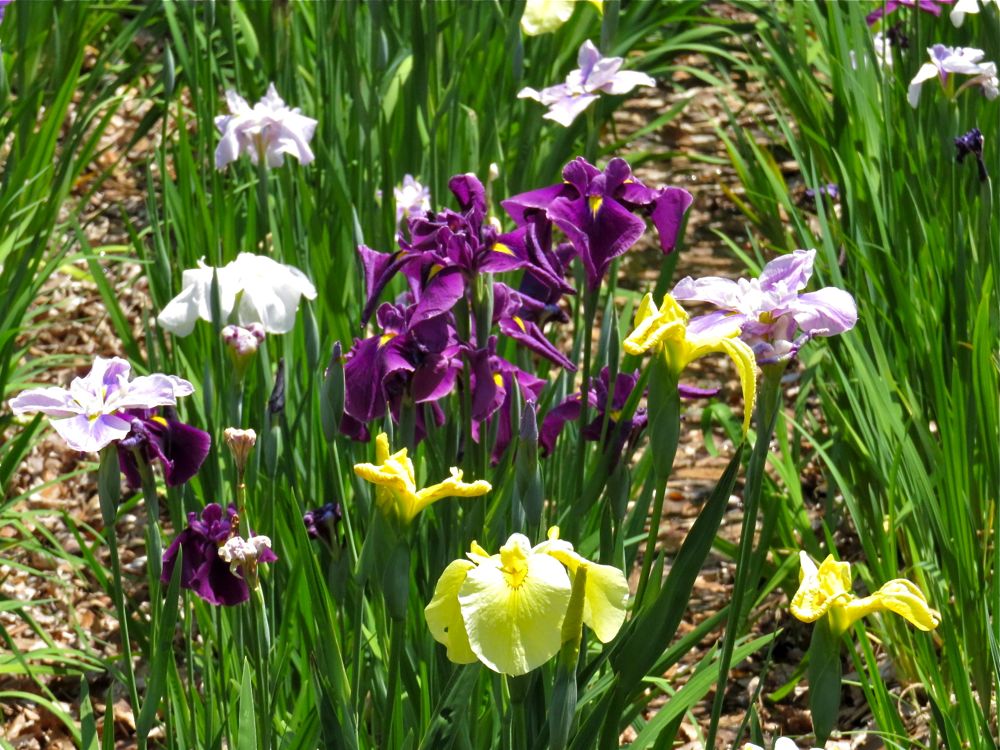鶴舞公園 5月21日 ハナショウブ 花菖蒲 Redwoodのブログ 旧yahoo ブログ 鶴舞公園 5月21日 ハナショウブ 花菖蒲 Redwoodのブログ 旧yahoo ブログ