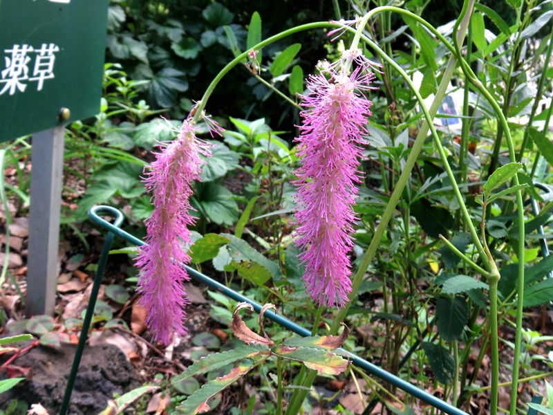 9月13日 東山植物園 カライトソウ ナンバンギセル Etc Redwoodのブログ 旧yahoo ブログ