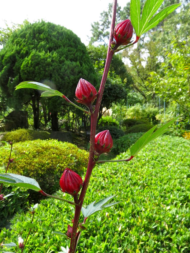 9月24日 鶴舞公園 スイフヨウ オキナワスズメウリ べニアオイ フウセントウワタ Redwoodのブログ 旧yahoo ブログ