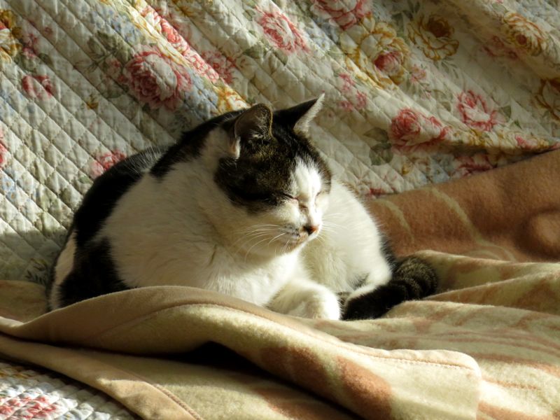 我が家の猫たち Redwoodのブログ 旧yahoo ブログ