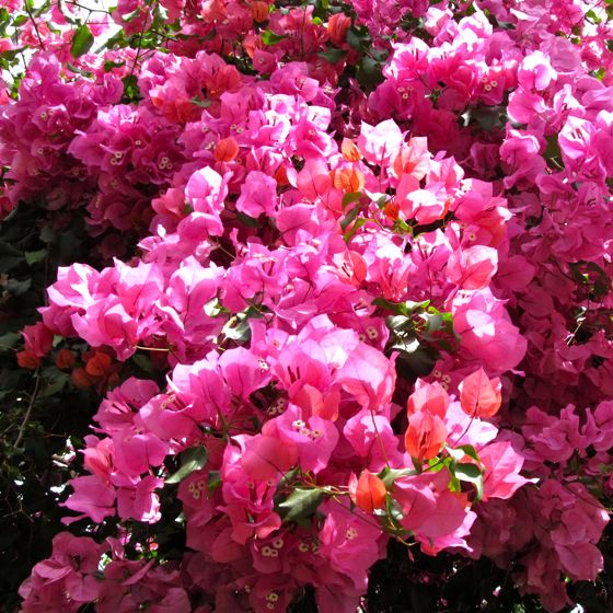 東山植物園 4月25日 その2 温室の花4種 Redwoodのブログ 旧yahoo ブログ