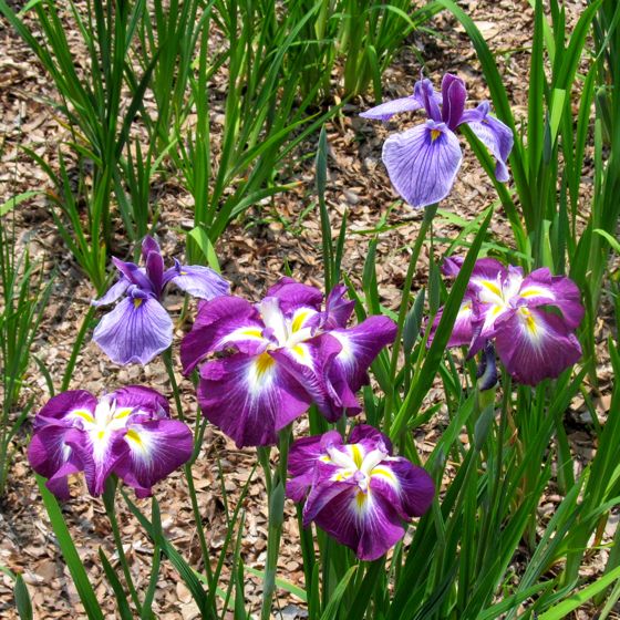 鶴舞公園 5月27日 ハナショウブ 花菖蒲 Redwoodのブログ 旧yahoo ブログ