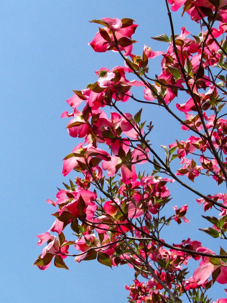 ハナミズキ Redwoodのブログ