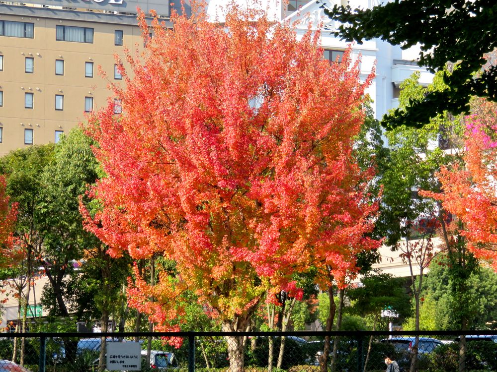 11月17日 街路樹の紅葉 Redwoodのブログ 11月17日 街路樹の紅葉 Redwoodのブログ