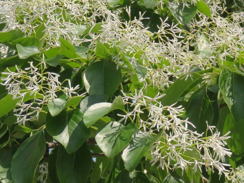 ５月３日 ヒトツバタゴ Redwoodのブログ