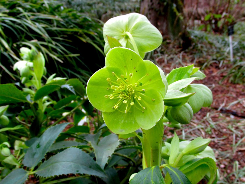 緑色の花 Redwoodのブログ