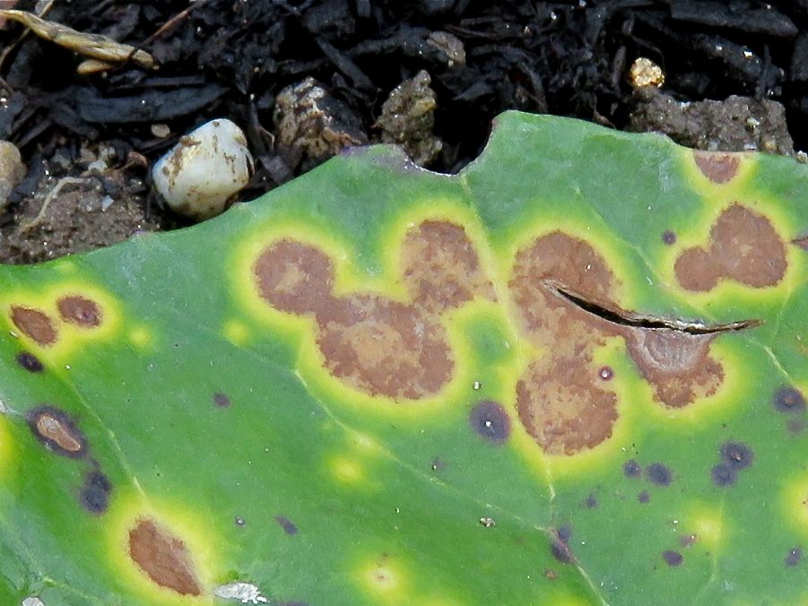 ディズニーワールド 15 隠れミッキー Redwoodのブログ