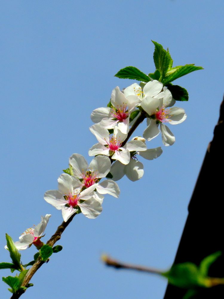 3月19日 庭の花 ユスラウメ オウバイ サンショウ Etc Redwoodのブログ