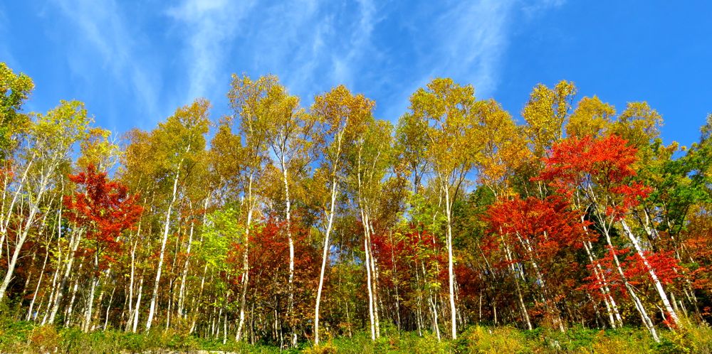 乗鞍高原の紅葉 Redwoodのブログ 乗鞍高原の紅葉 Redwoodのブログ