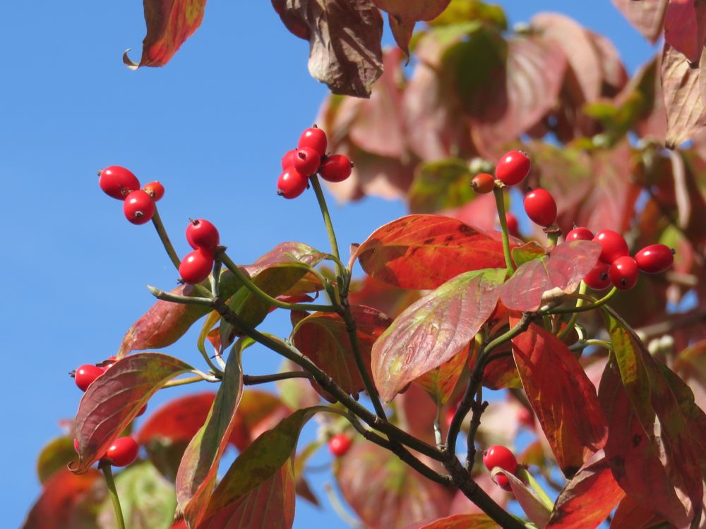 11月5日 街路樹の紅葉 Redwoodのブログ 11月5日 街路樹の紅葉 Redwoodのブログ