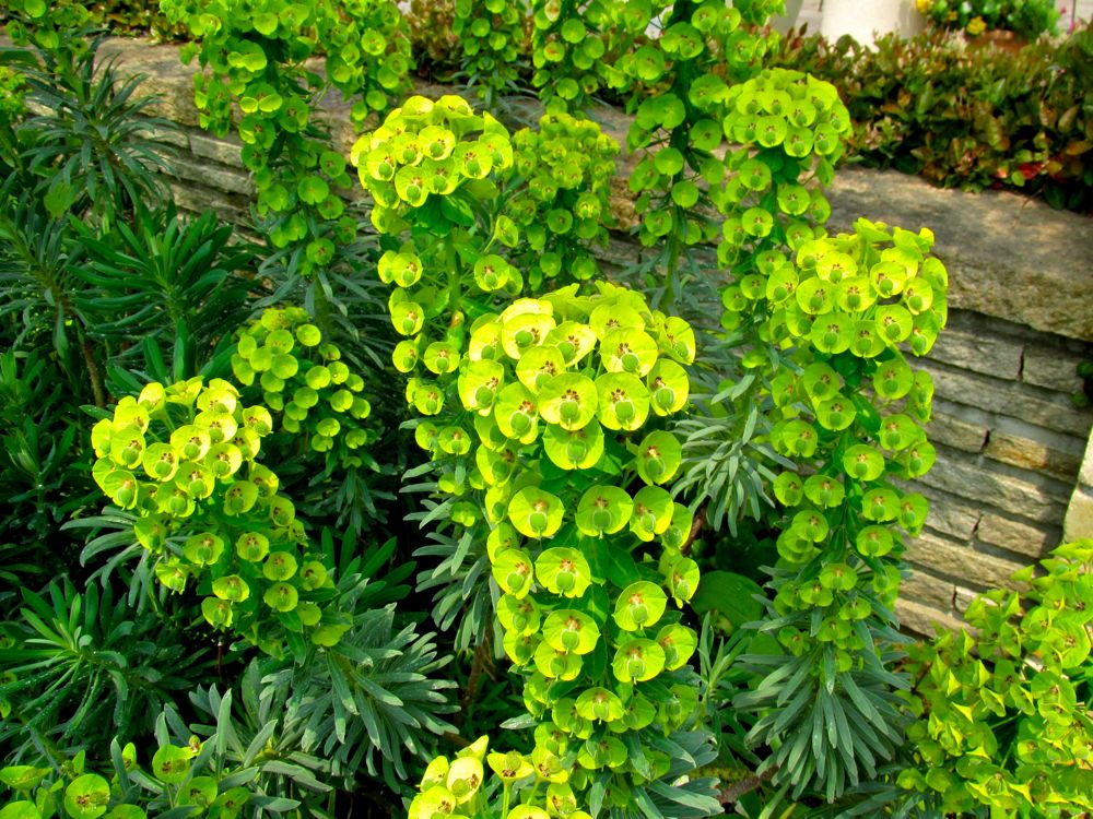 緑色の花 Redwoodのブログ