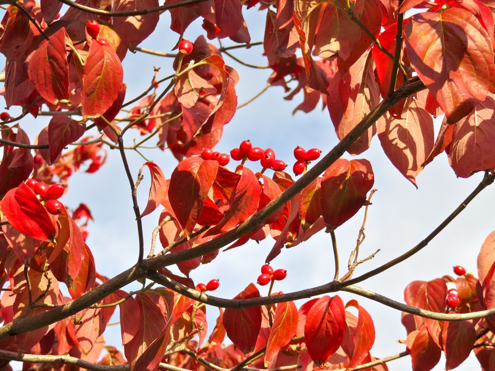 11月13日 ハナミズキ カエデの紅葉 Redwoodのブログ 11月13日 ハナミズキ カエデの紅葉 Redwoodのブログ
