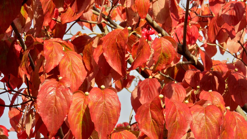 11月13日 ハナミズキ カエデの紅葉 Redwoodのブログ 11月13日 ハナミズキ カエデの紅葉 Redwoodのブログ