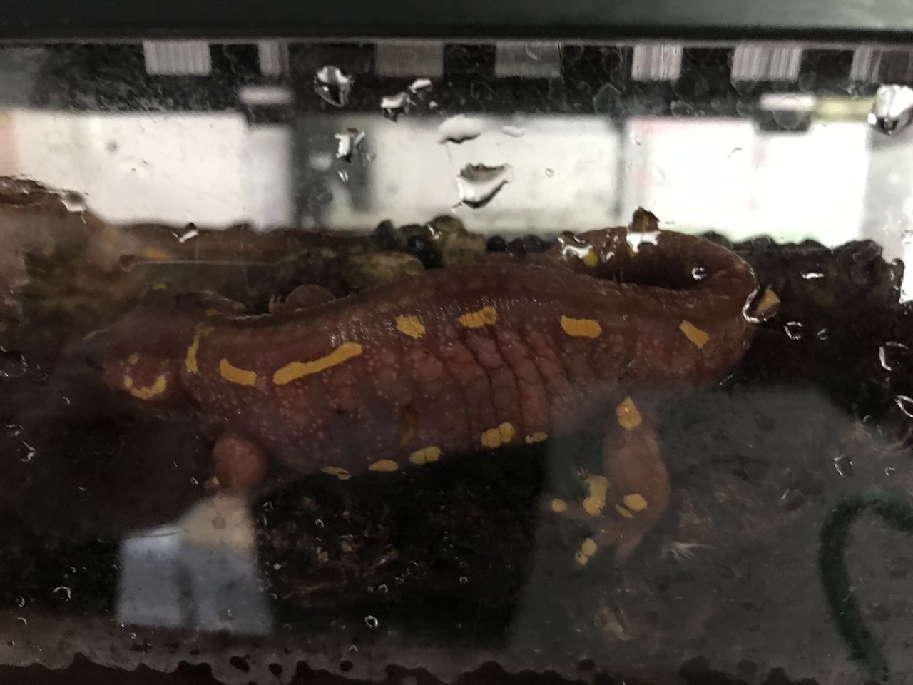 アルビノフランスファイアサラマンダー リーフスティングレイのblog