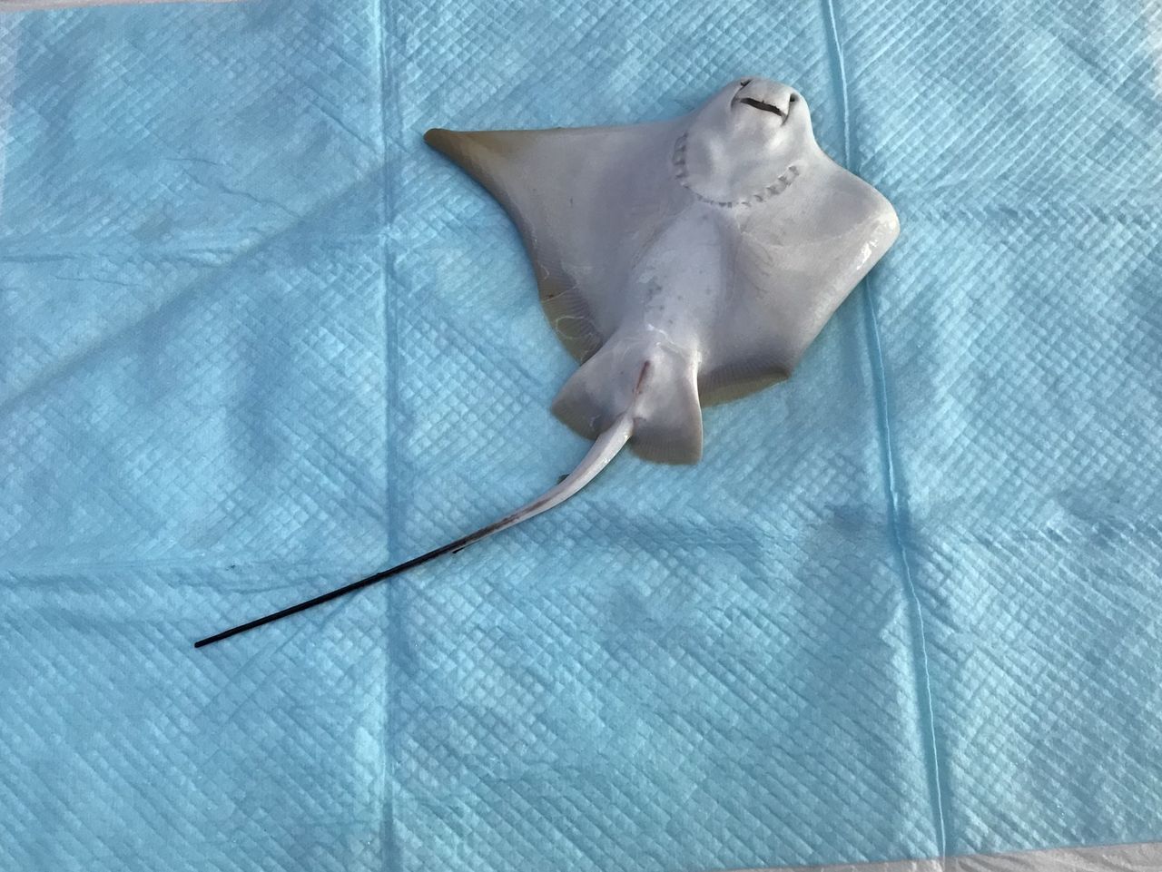 19年01月 リーフスティングレイのblog